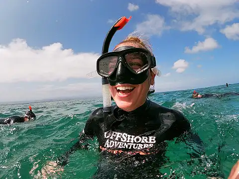 Offshore Adventures - Swimming with Seals