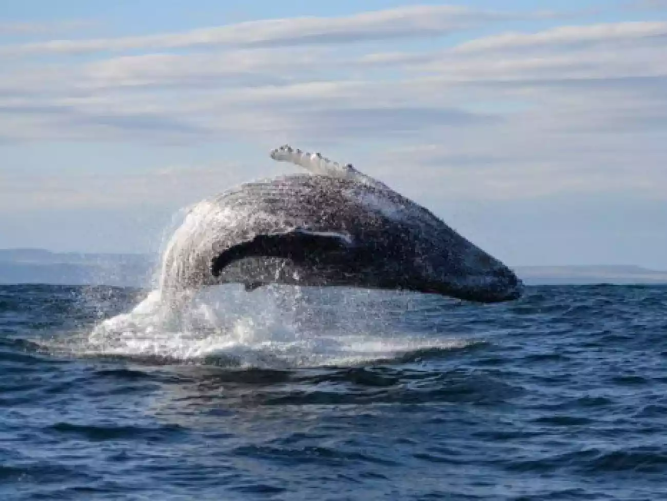 Whale Watching in Port St John