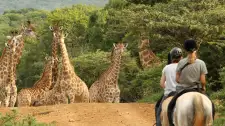 Horse Safaris