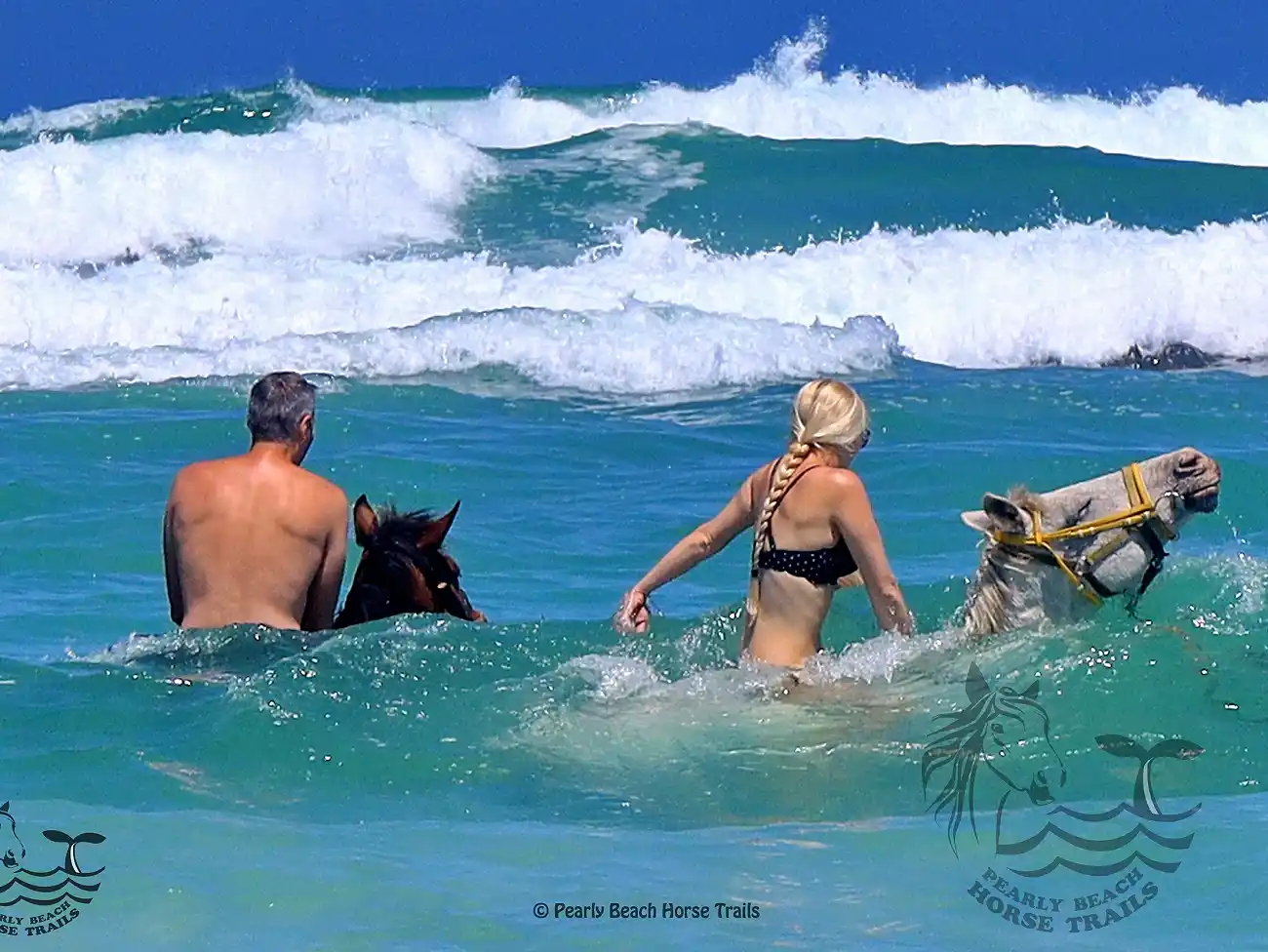 Swimming with Horses in the Overberg