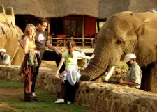 Elephant Experience