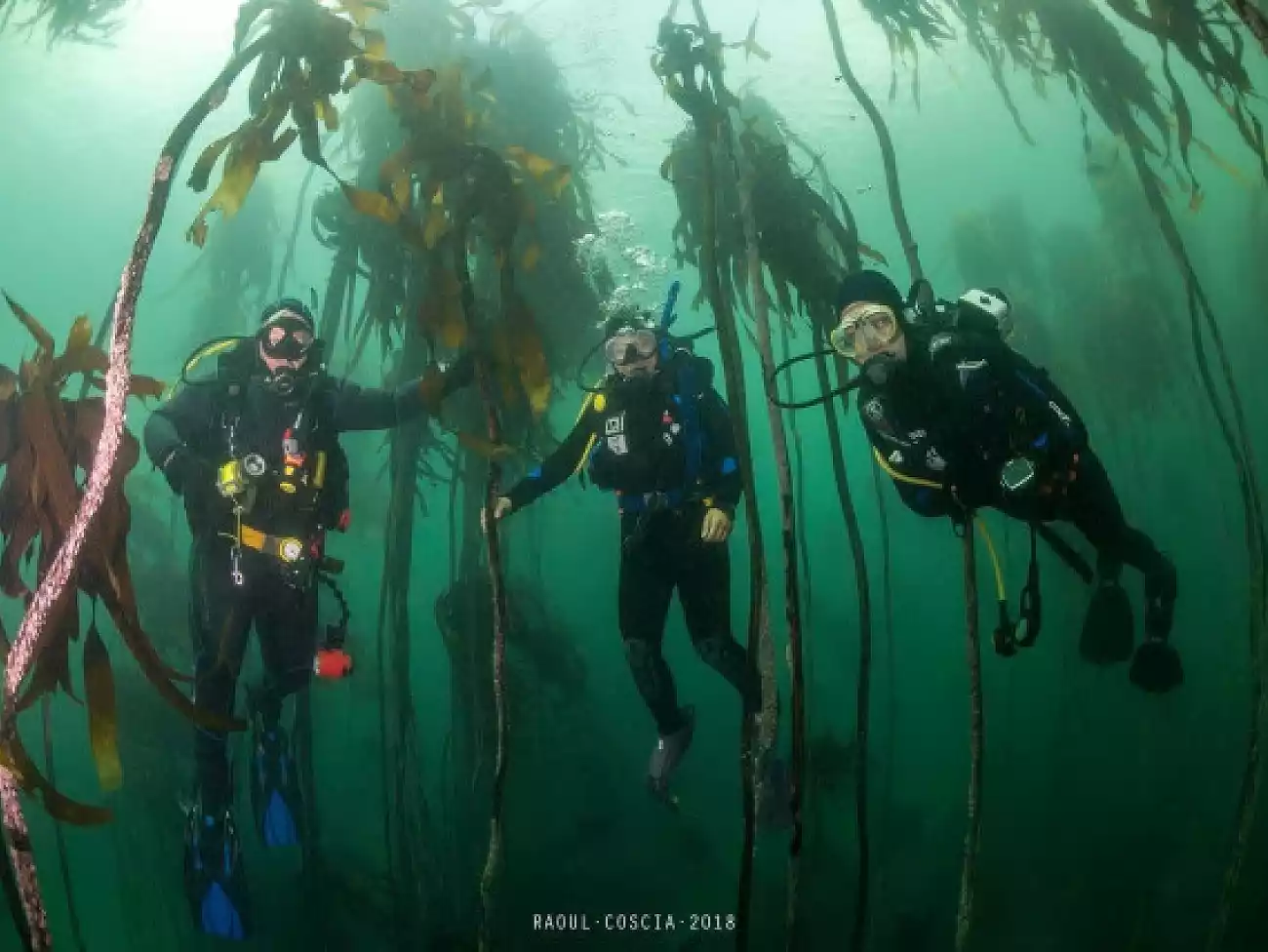 Scuba Diving in False Bay