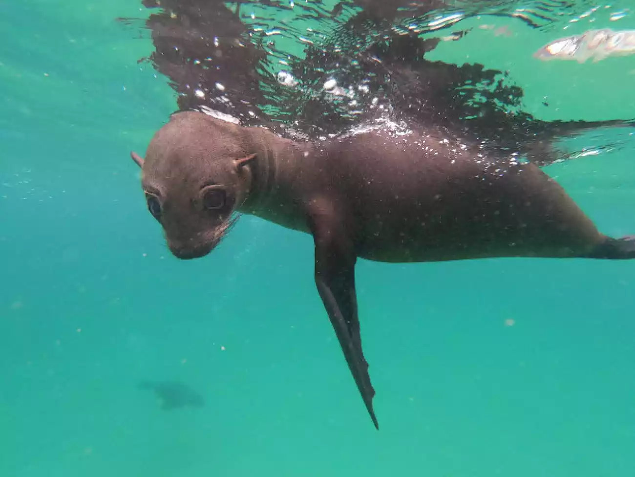 Seal Snorkelling in Garden Route 
