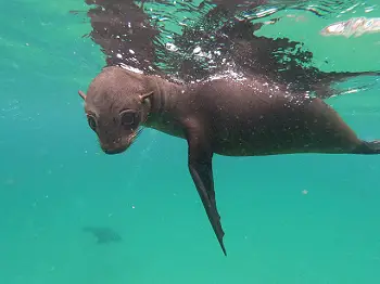 Seal Snorkelling