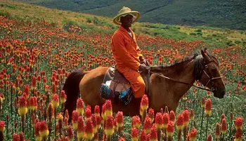 Pony Trekking Lesotho