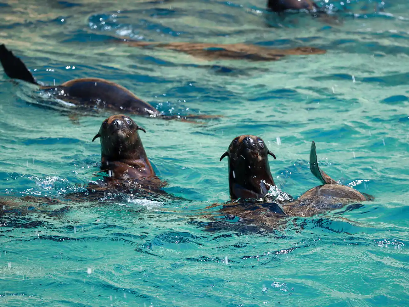 Swimming with Seals in the Eastern Cape
