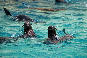 Swimming with Seals