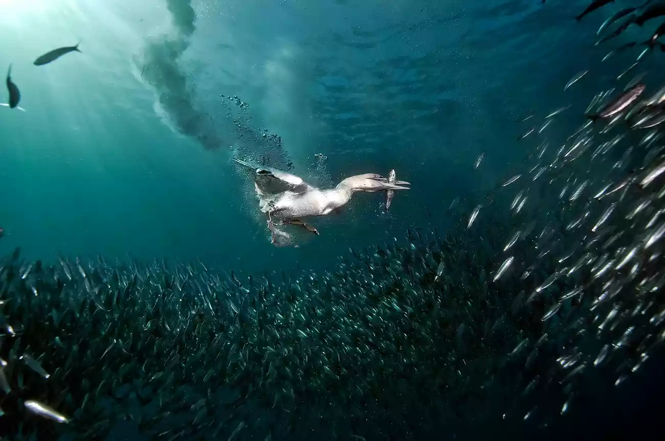 5 Day Sardine Run Snorkelling Ocean Expedition – Port St Johns