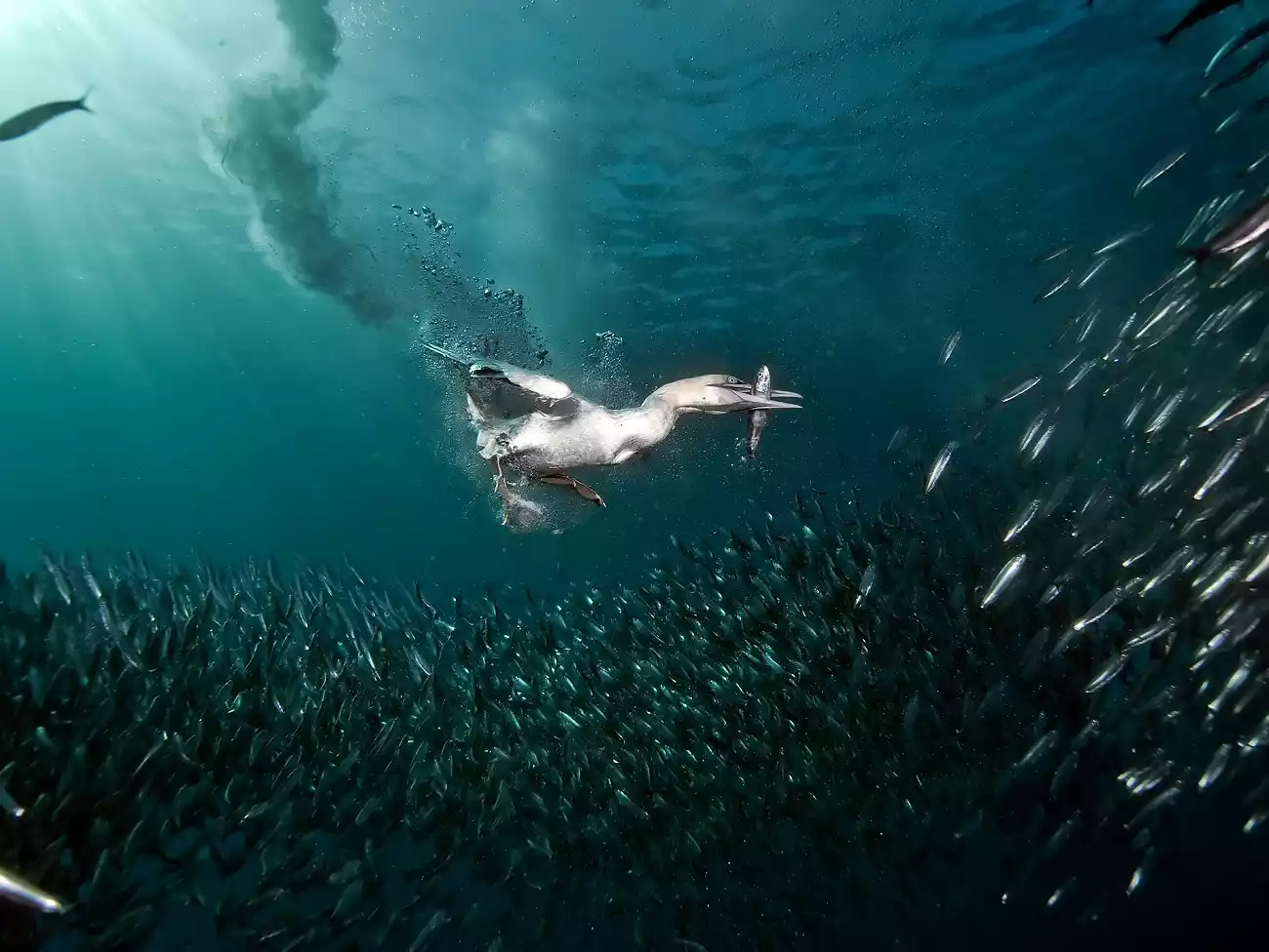 Sardine Run in the Eastern Cape