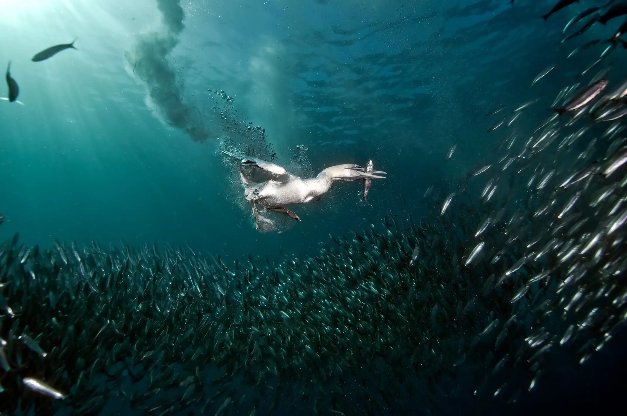 Sardine Run