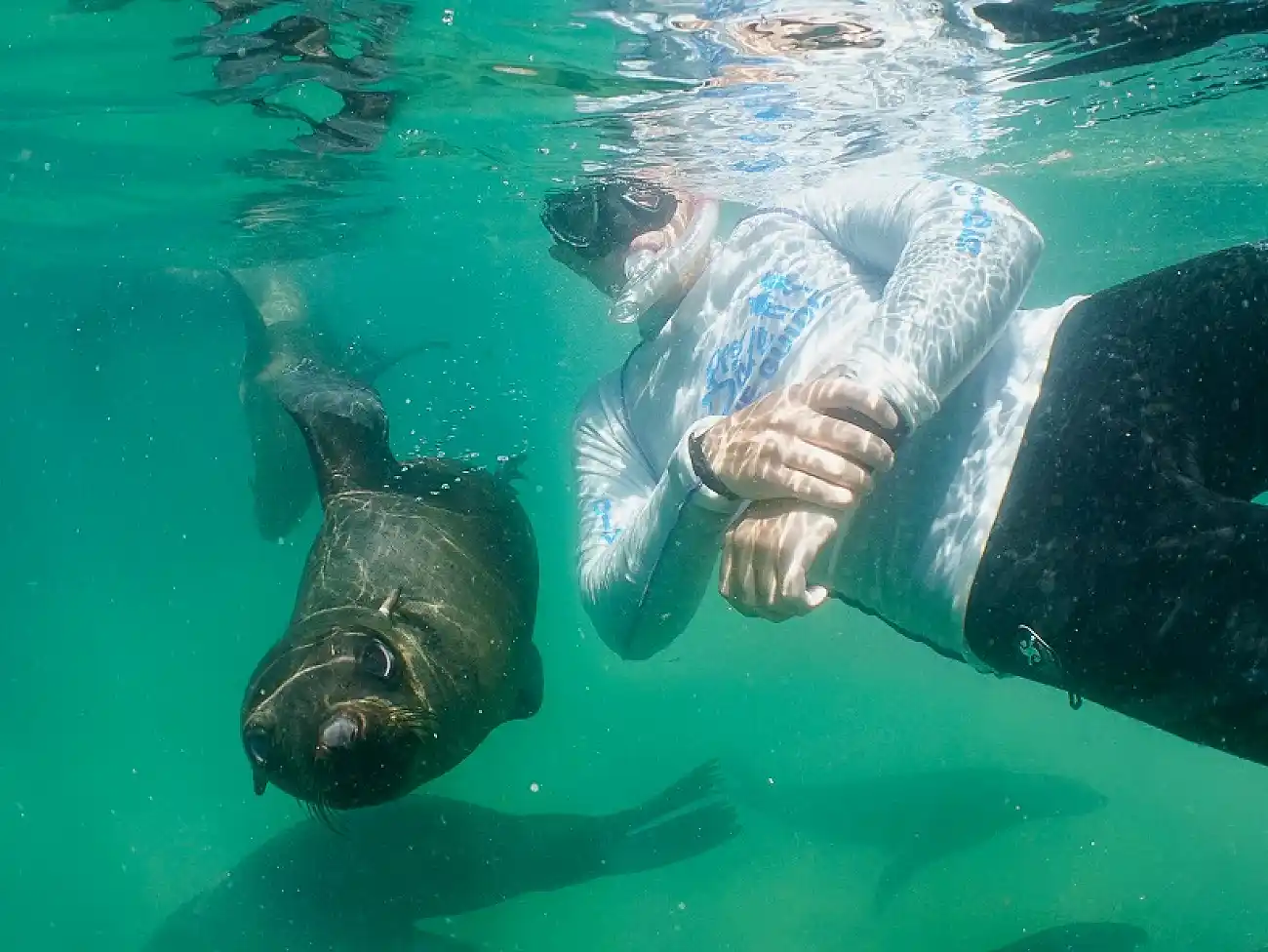 Swimming with seals in Plett