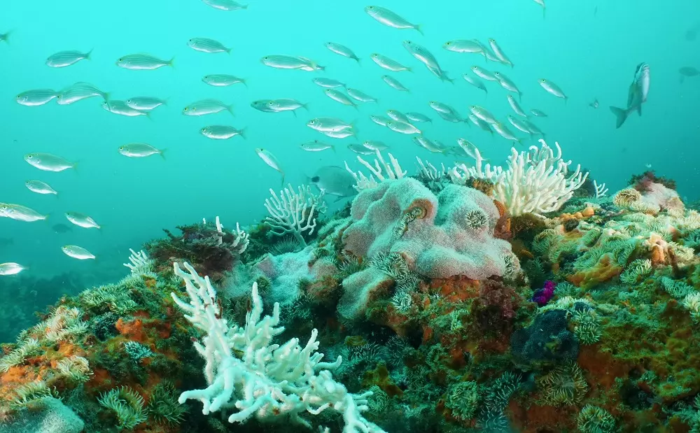 Scuba Diving