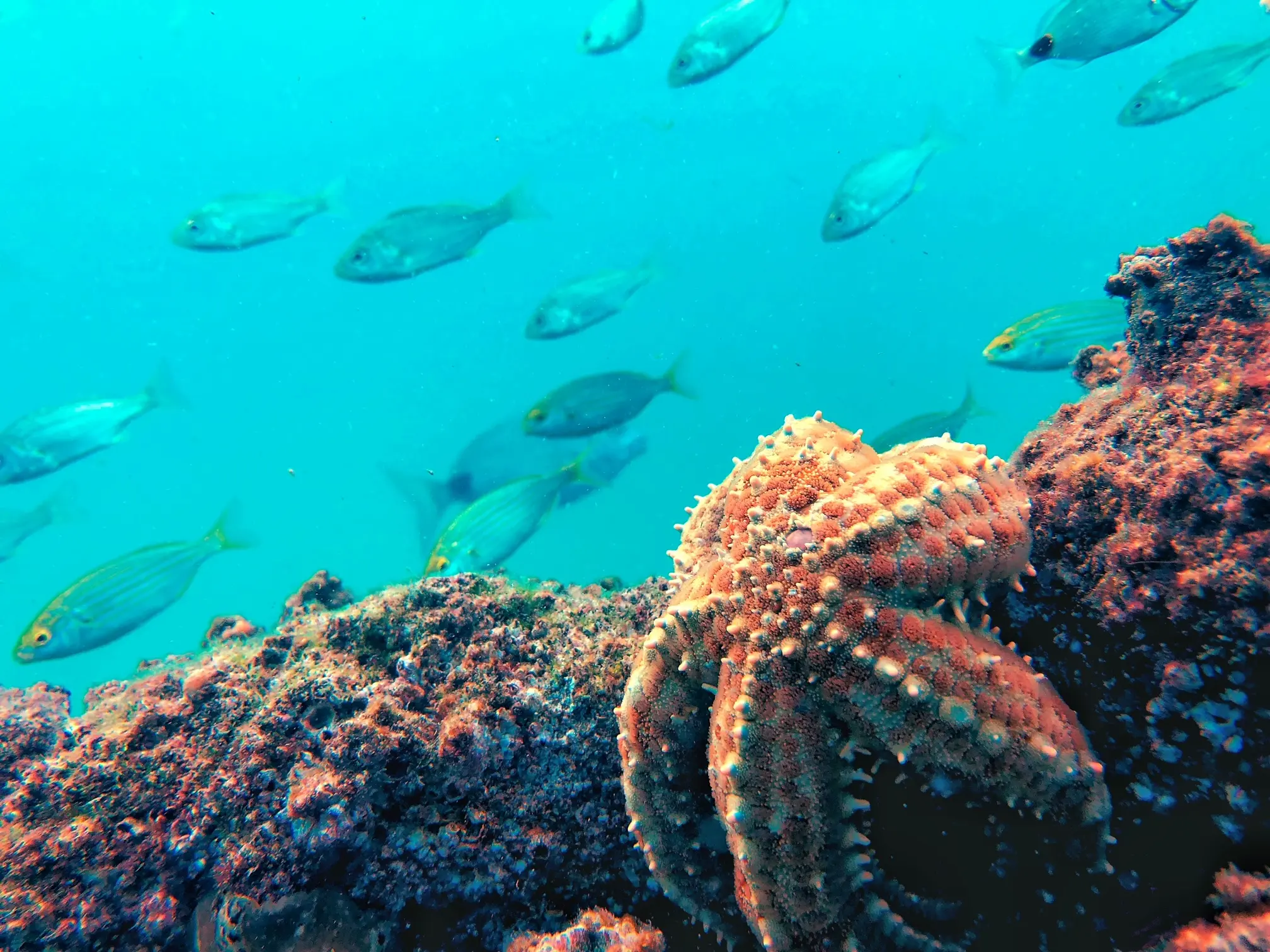 Snorkeling