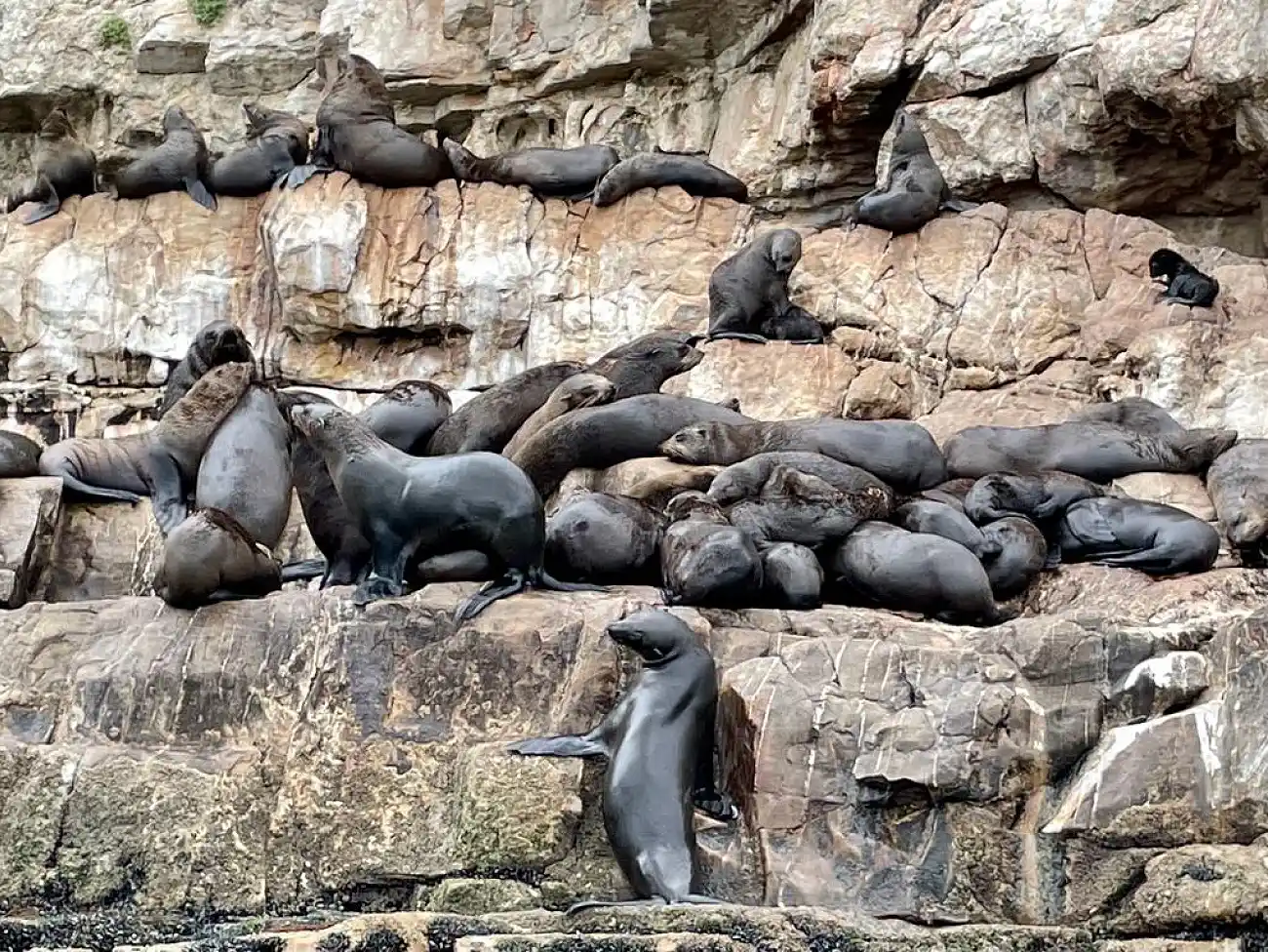 Swimming with Seals in Gqeberha