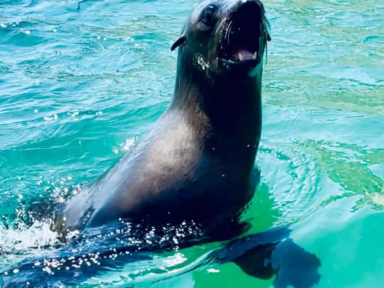 Seal Viewing Trips in the Eastern Cape