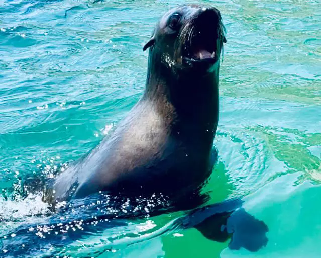 Seal Viewing Trips