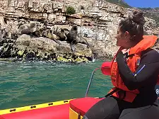Seal Snorkelling