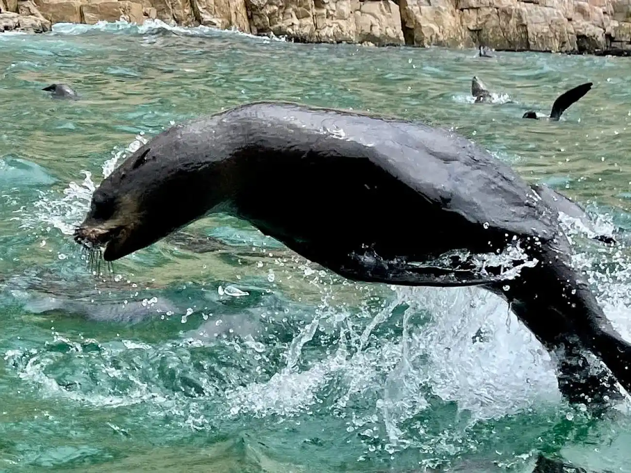 Seal Viewing Trips on the West Coast 