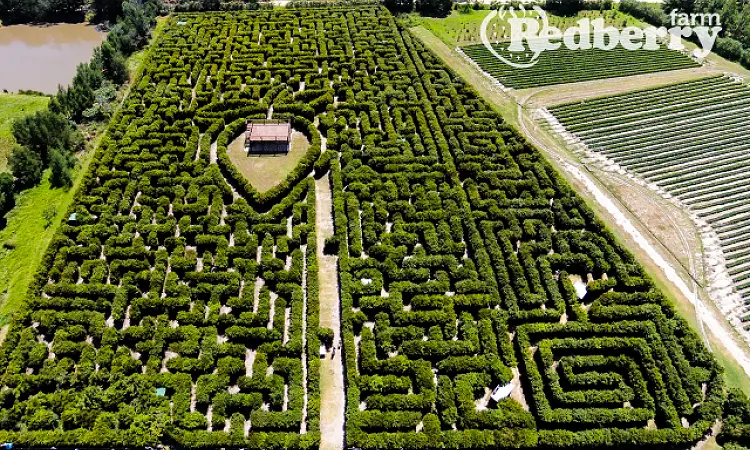 Redberry Farm Maze
