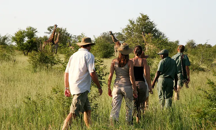 Rhino Walking Safaris