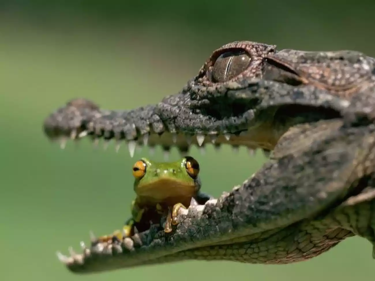Crocodile Tours on the KwaZulu-Natal South Coast