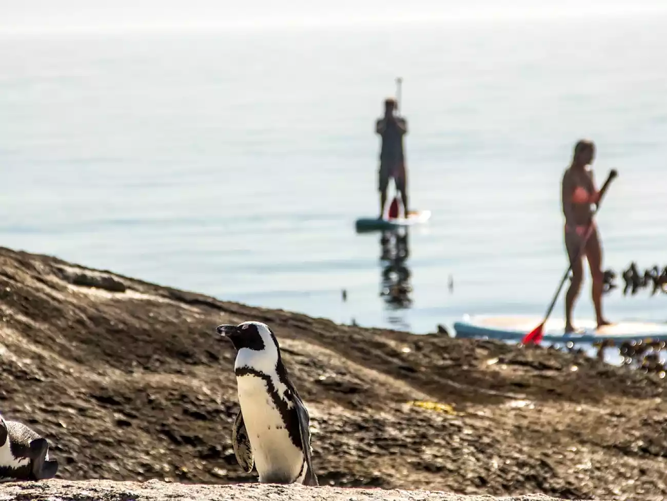 Stand Up Paddleboarding in Simons Town 