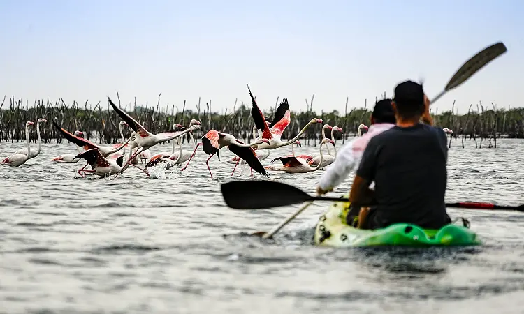 Safari and Surf Adventures - Kayaking
