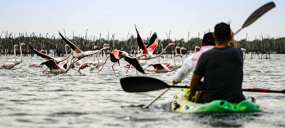 Safari and Surf Adventures - Kayaking