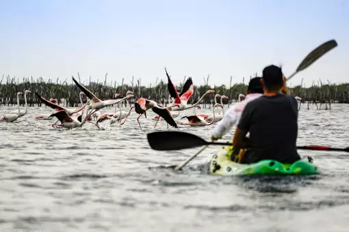 Safari and Surf Adventures - Kayaking
