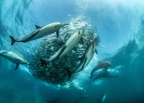 ProDive - Sardine Run