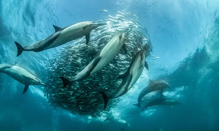 ProDive - Sardine Run