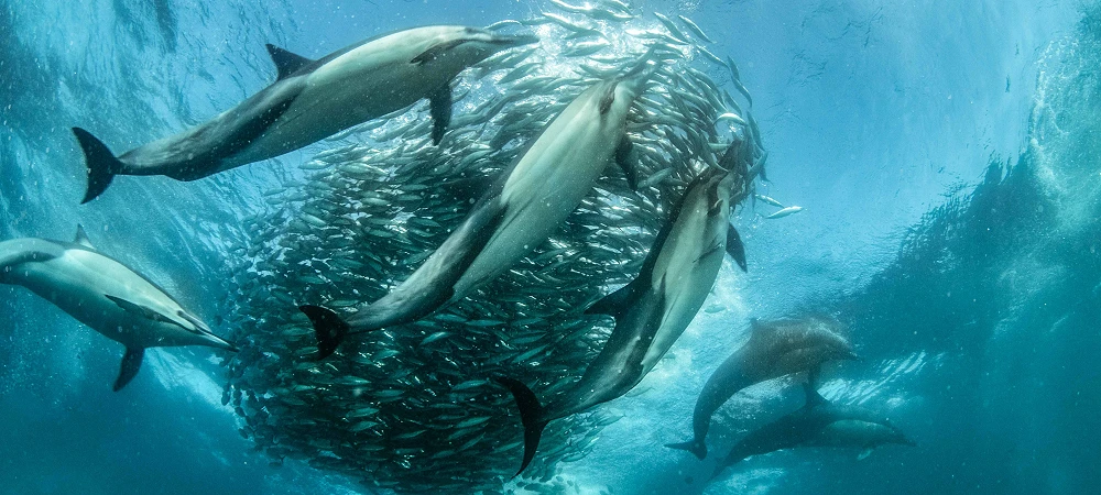 ProDive - Sardine Run