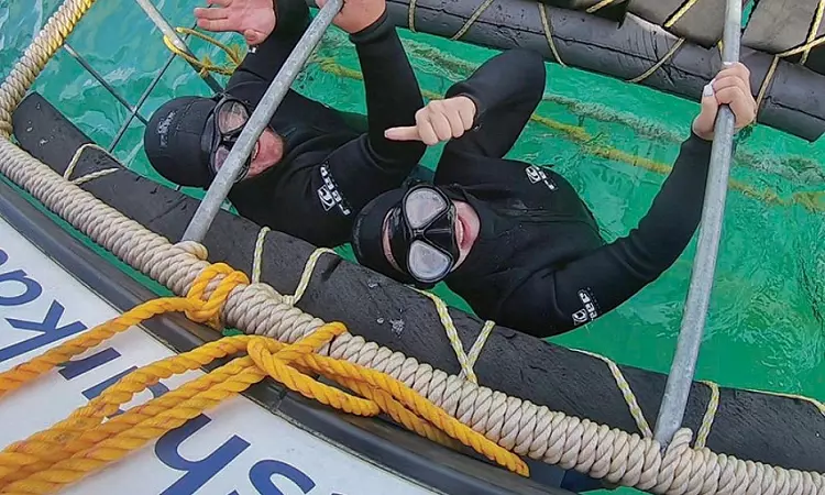 Wild Horizons Adventures - Shark Cage Diving