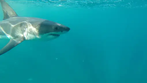 Raggy Charters - Shark Cage Diving