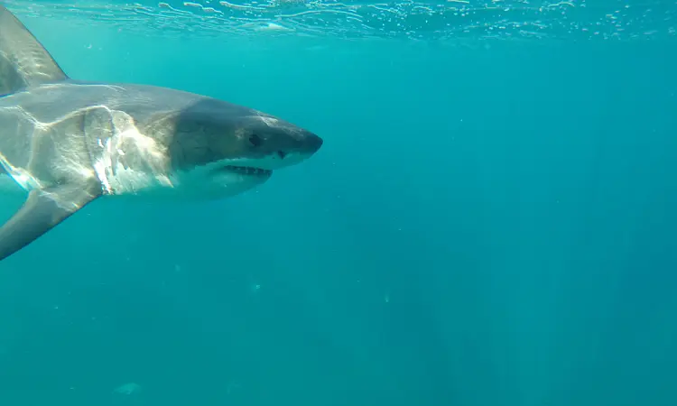 Raggy Charters - Shark Cage Diving