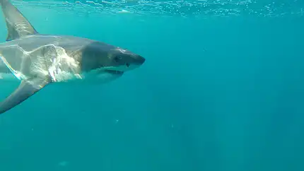 Raggy Charters - Shark Cage Diving