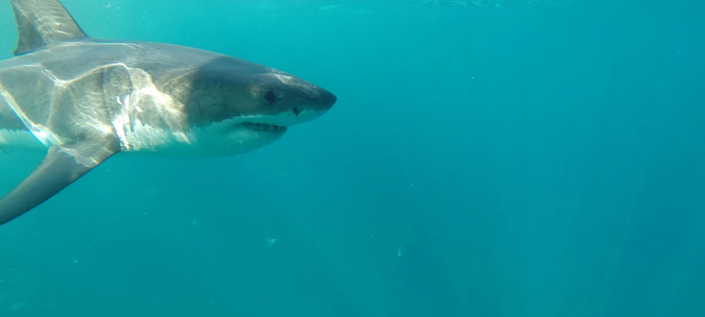 Raggy Charters - Shark Cage Diving
