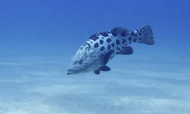 Spotted fish swimming near coral in Sodwana Bay, viewed while snorkeling