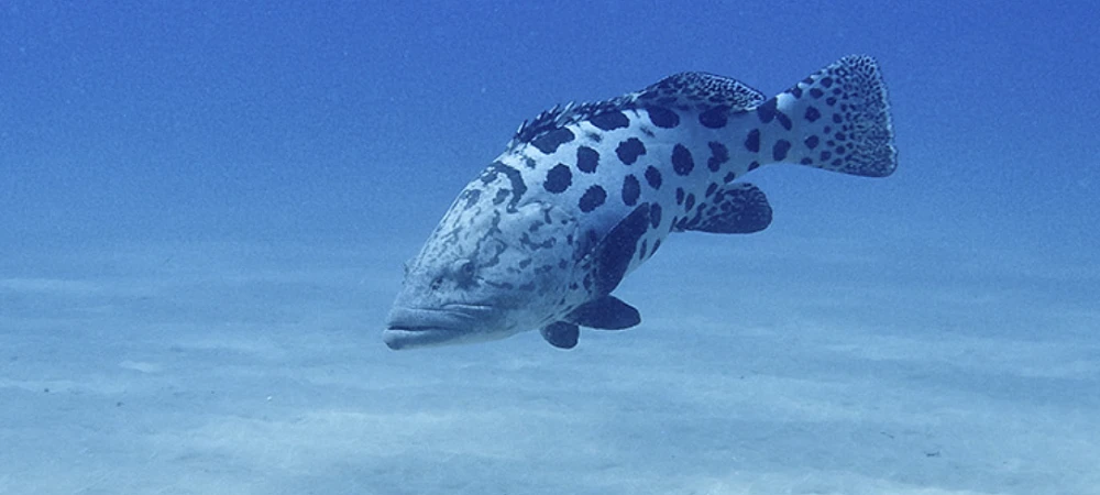 Spotted fish swimming near coral in Sodwana Bay, viewed while snorkeling