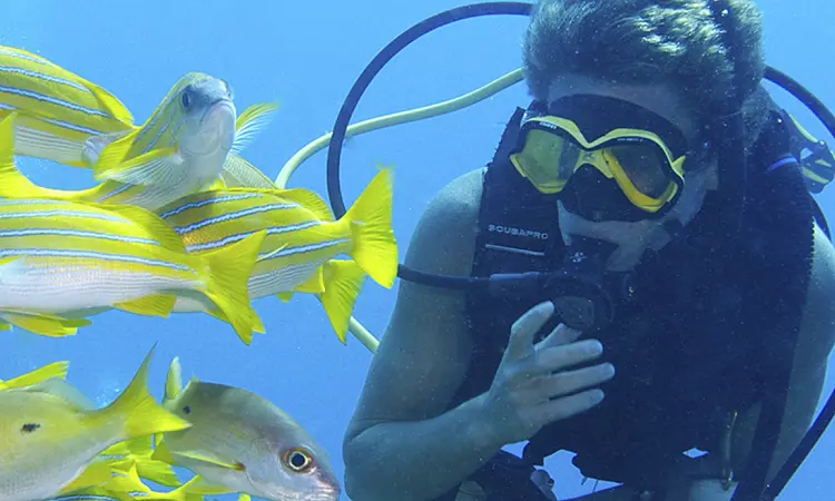 Scuba diver swimming near a school of vibrant yellow fish in Sodwana Bay