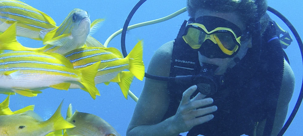 Scuba diver swimming near a school of vibrant yellow fish in Sodwana Bay