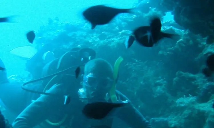 Scuba diver underwater surrounded by a school of tropical fish in clear blue water