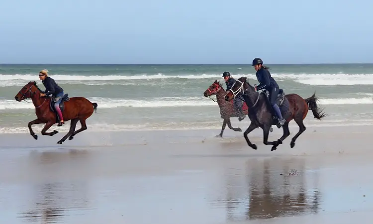 Pearly Beach Horse Trails - Beach Horse Rides