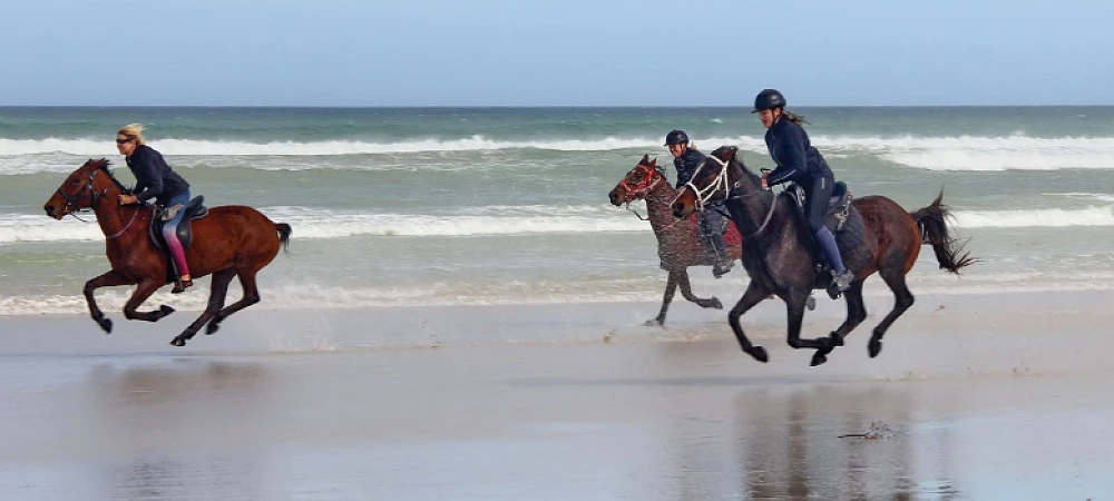 Pearly Beach Horse Trails - Beach Horse Rides
