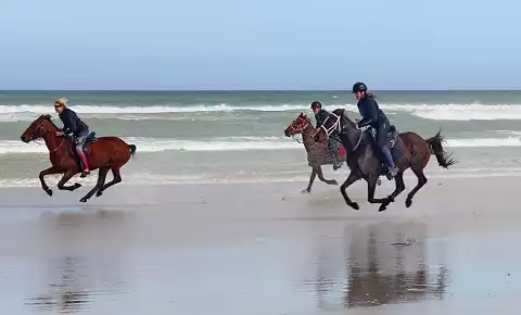 Pearly Beach Horse Trails - Beach Horse Rides
