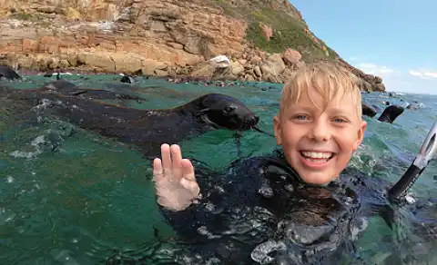 ProDive Plett - Seal Trips