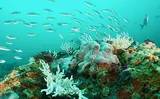Scuba Diving