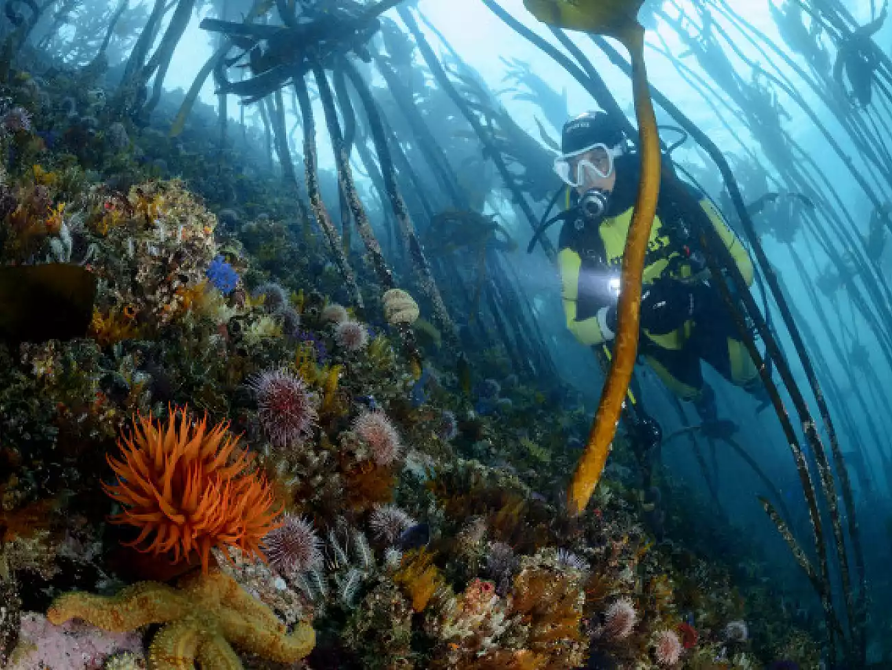 Scuba Diving in Simon's Town