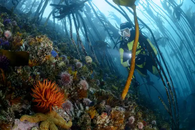 Scuba Diving
