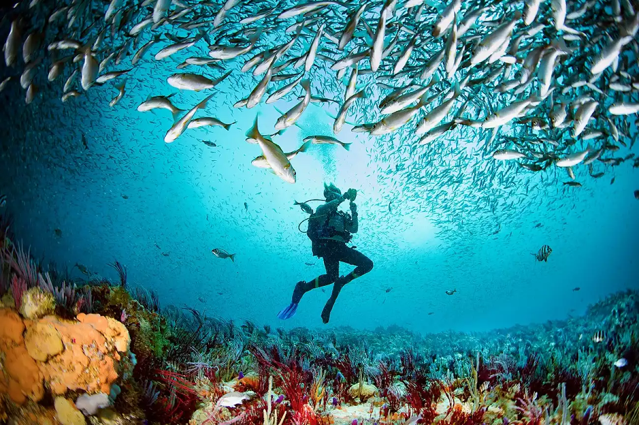 {def_description_image_text}